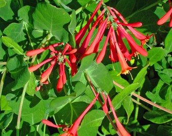 Coral Honeysuckle, Lonicera sempervirens, Live 1 Gallon Plant