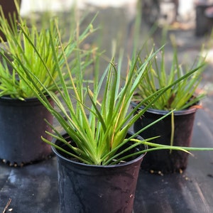 Live Orange Bulbine Plant 1 Gal size image 3