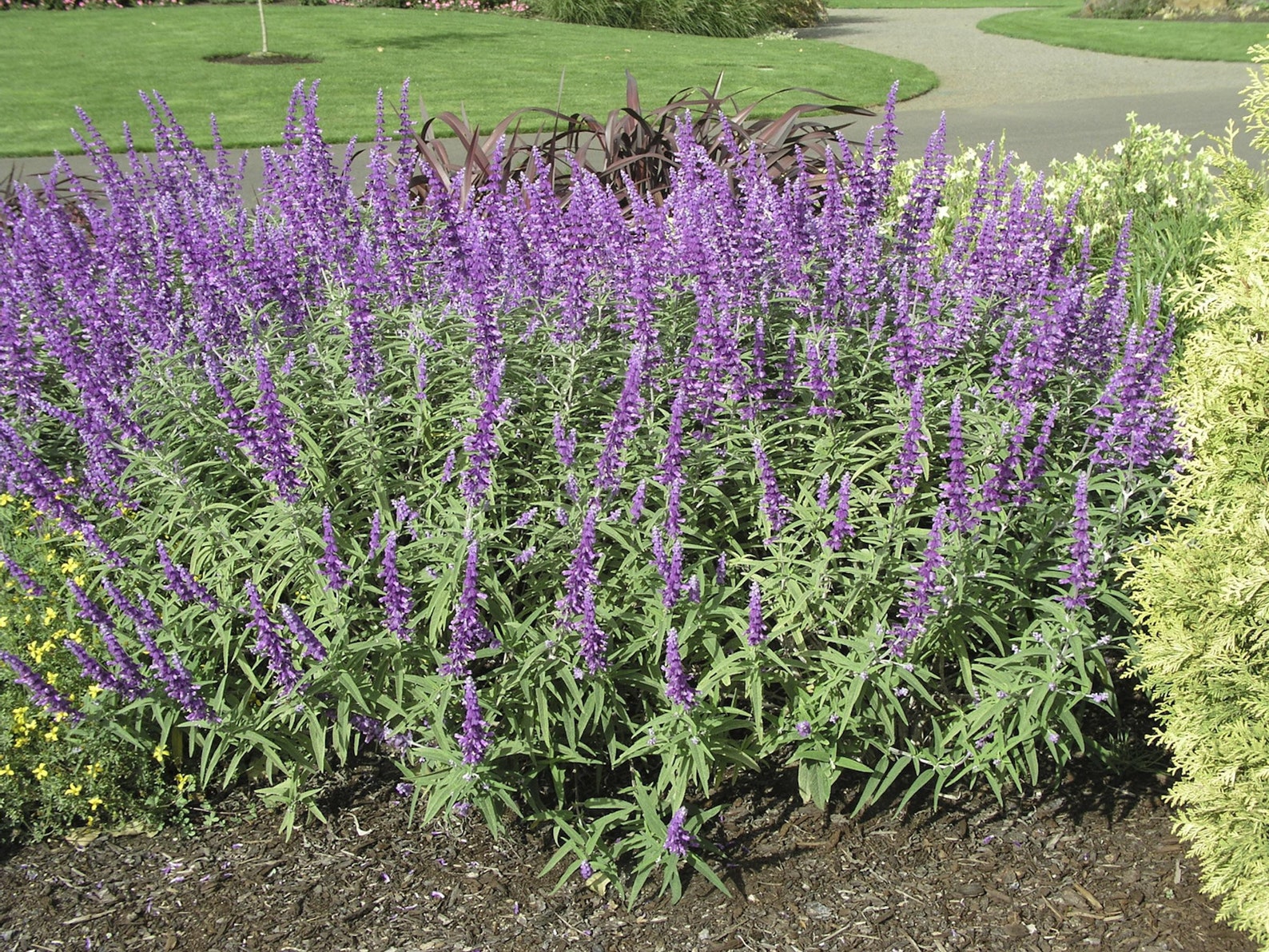 Mexican Bush Sage Live 1 Gallon Plant Etsy