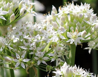 Garlic Chives Live 4 in Plant