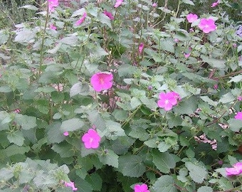 Pavonia, Rock Rose, Mallow 1 Gallon Live Plant