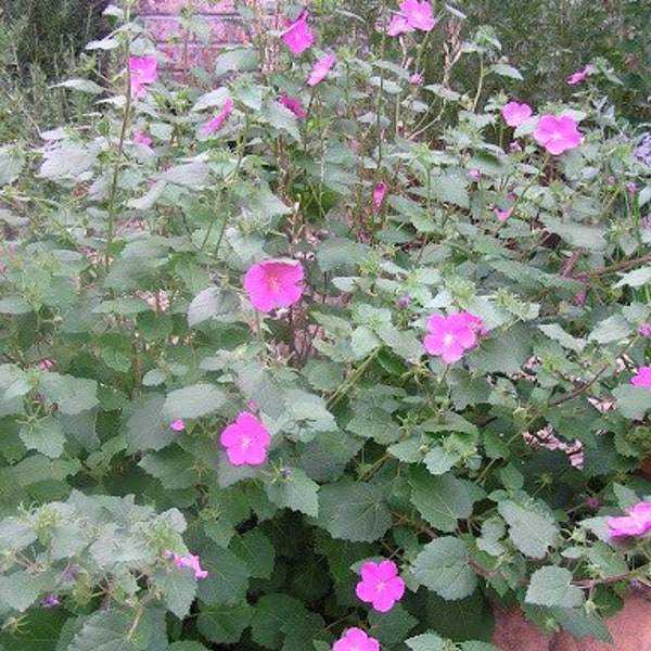 Pavonia, Rock Rose, Mallow 1 Gallon Live Plant