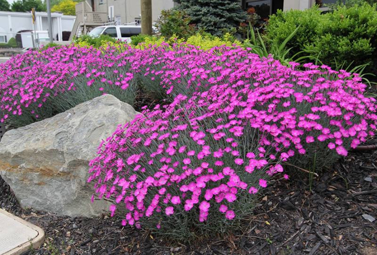 Firewitch Dianthus Live 1 Gallon Plant Etsy