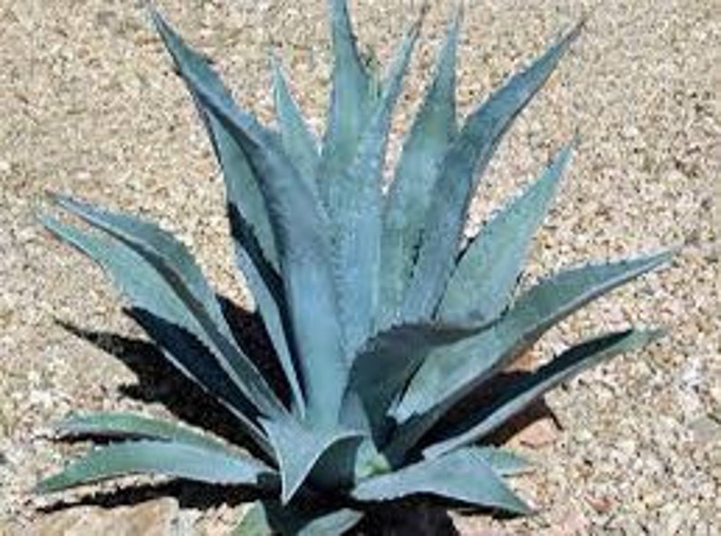 Americana Agave Century Plant 1 Gallon Live Plant Fully Rooted Etsy
