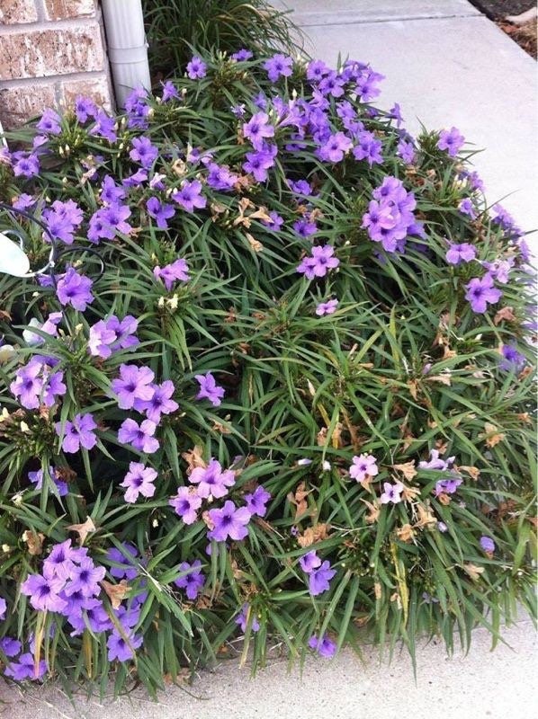 PURPLE Dwarf Mexican Petunia Katie Ruellia Plant Perennial Ground Cover ...