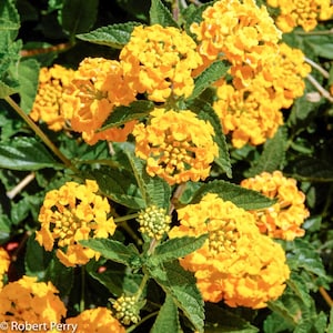 New Gold Lantana Live 1 Gallon Plant