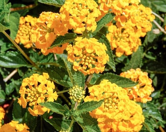 New Gold Lantana Live 4in Size Plant
