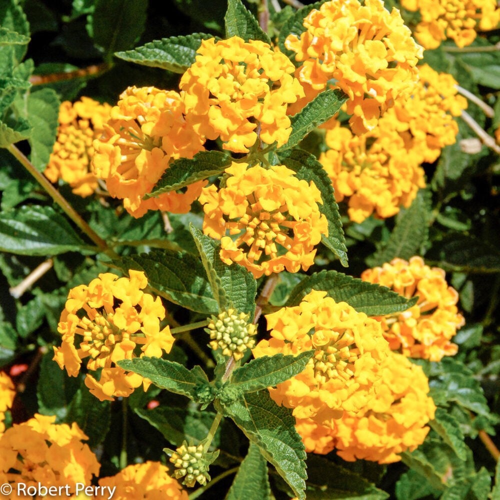 New Gold Lantana Live 1 Gallon Plant Etsy