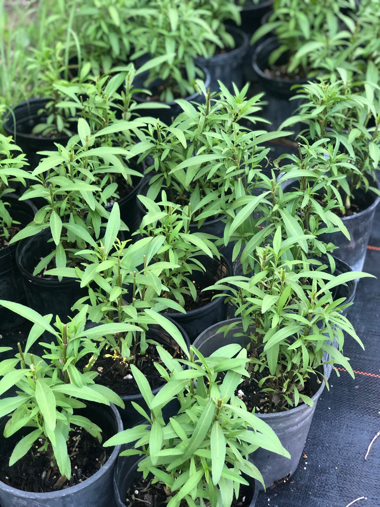 Mexican Mint Marigold 1 Gallon Live Plant Etsy