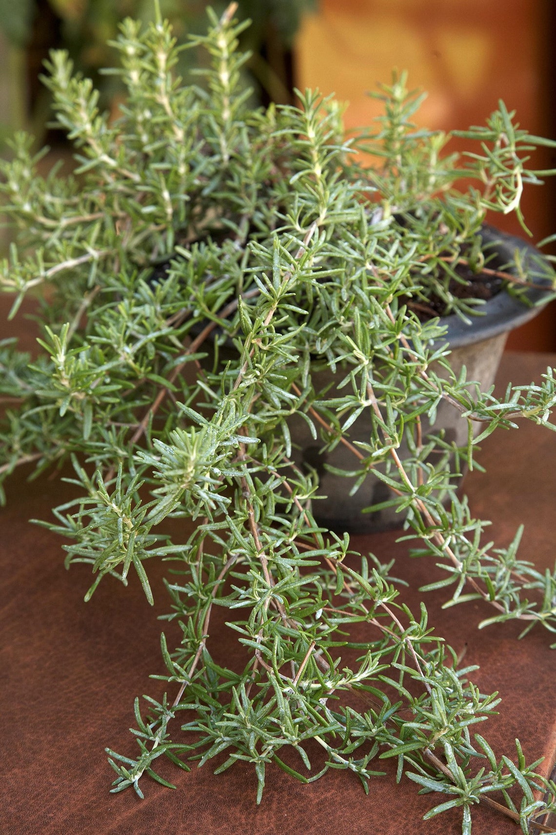 Trailing Rosemary Live 1 Gallon Plant Etsy