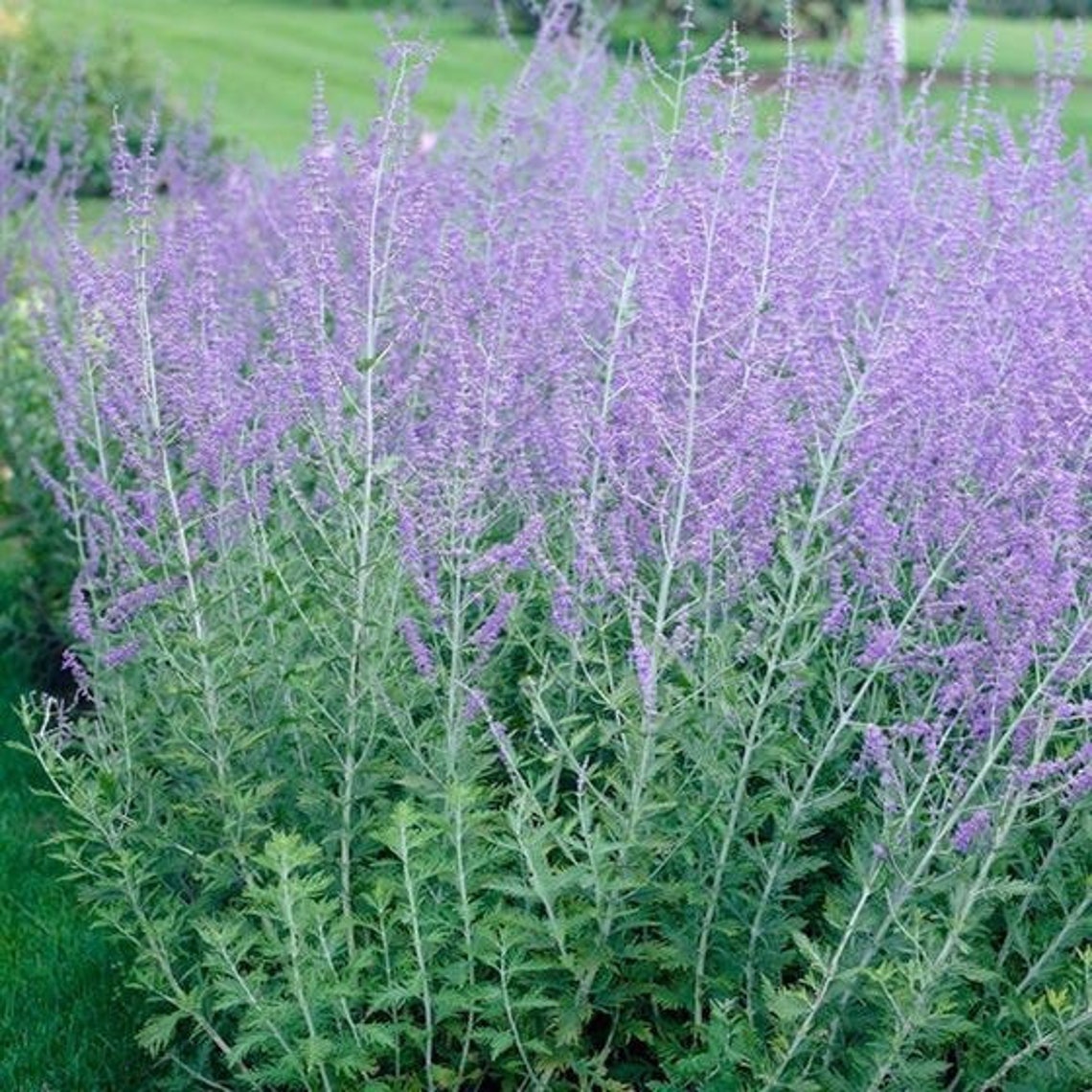 Russian Sage Live 1 Gallon Plant Etsy