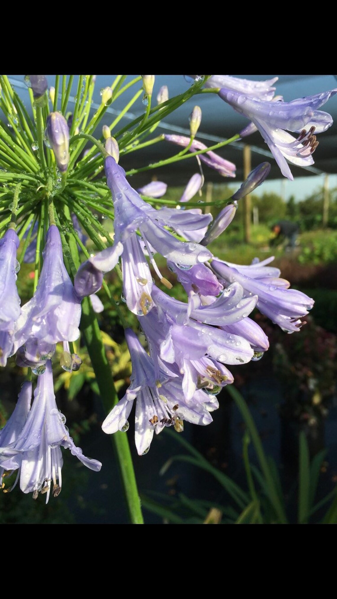 Live Perennials Plants For Outside Agapanthus Lily Of The