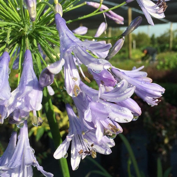 Agapanthus lily of the Nile  Live 1 Gallon Plant