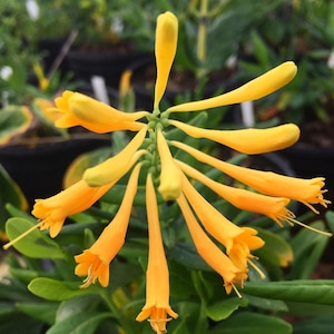 Yellow Honeysuckle, Lonicera sempervirens Sulphurea, Live 1 Gallon Plant