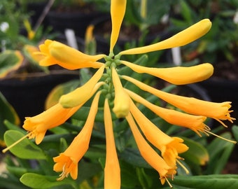 Yellow Honeysuckle, Lonicera sempervirens Sulphurea, Live 1 Gallon Plant