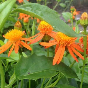 Mexican Flame Vine 1 Gallon Plant