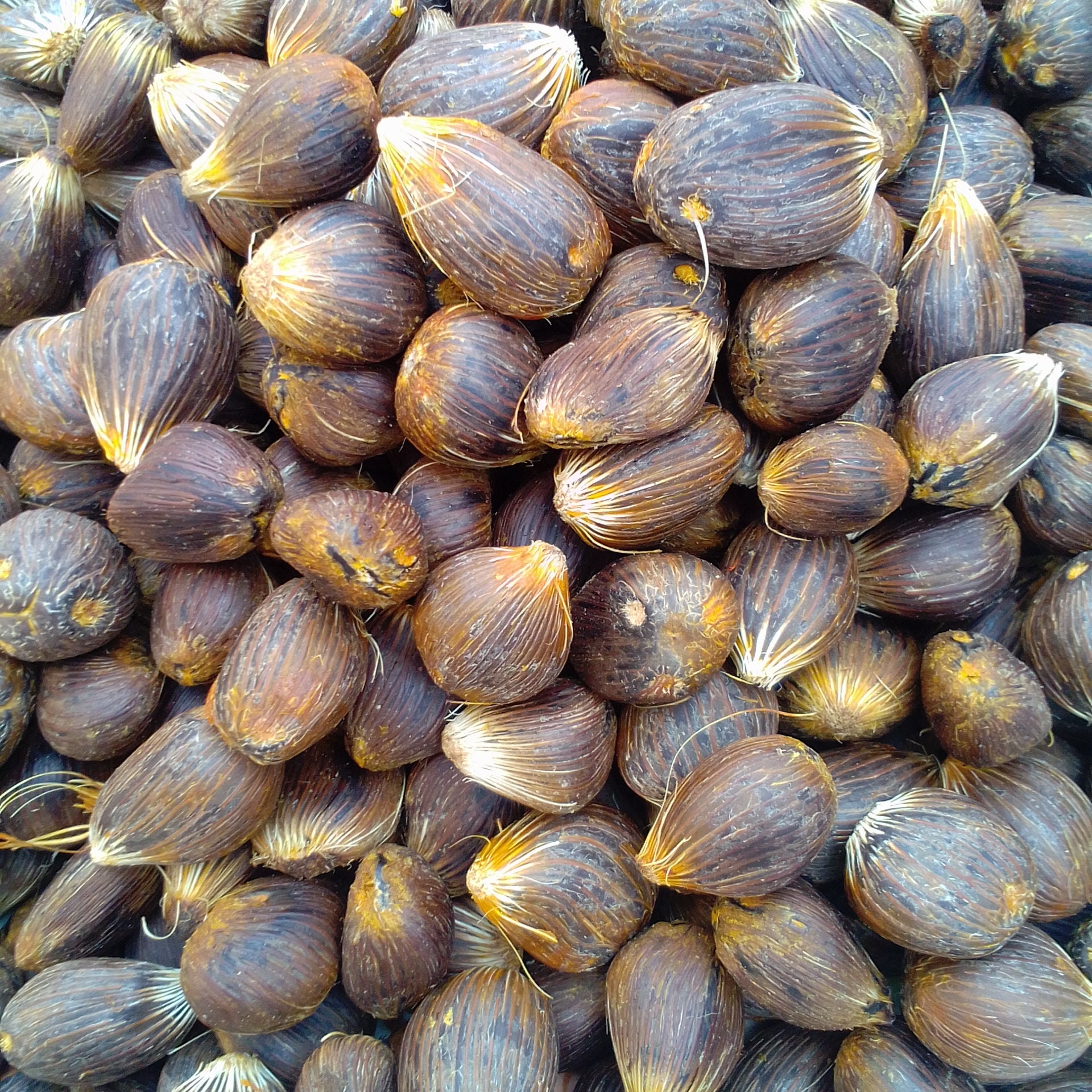 Fresh African oil palm nuts seedsElaeis guineensis for Etsy