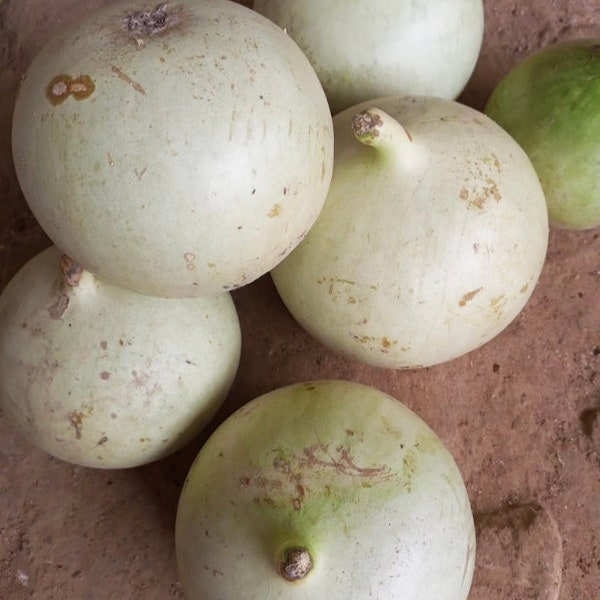 Gourde Calabash (Lagenaria siceraria), 30 graines/11 USD, les frais d’expédition sont de 10 USD, le certificat phyto est de 12 USD