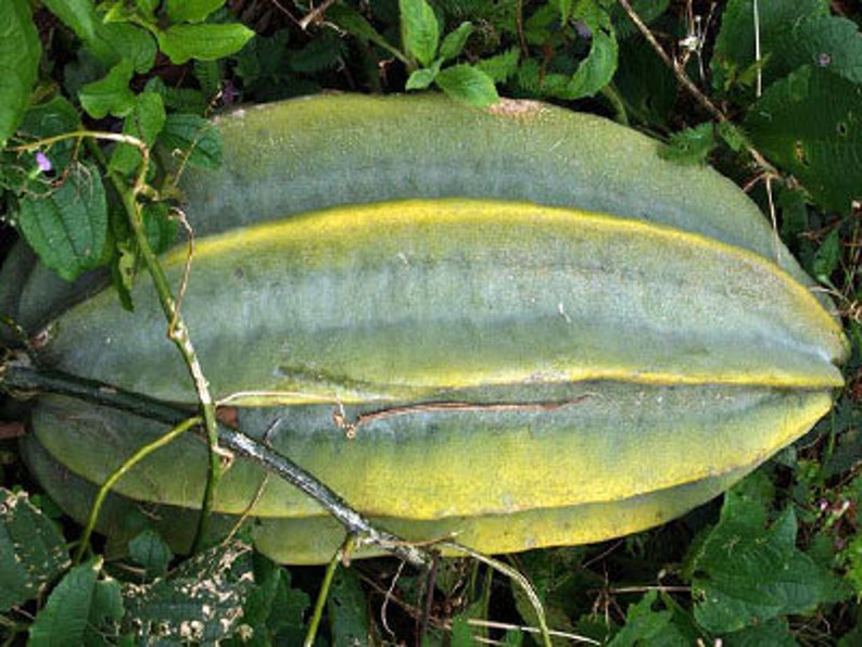 Fluted pumpkin Telfairia Occidentalis 5 seeds for 20 USD Etsy
