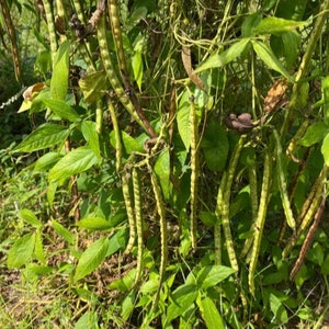 2 in 1 African yam beanssphenostylis stenocarpa, 100g seeds /15 USD, 2 varieties in one, shipping /10 USD, phyto certificate cost 12 USD image 3