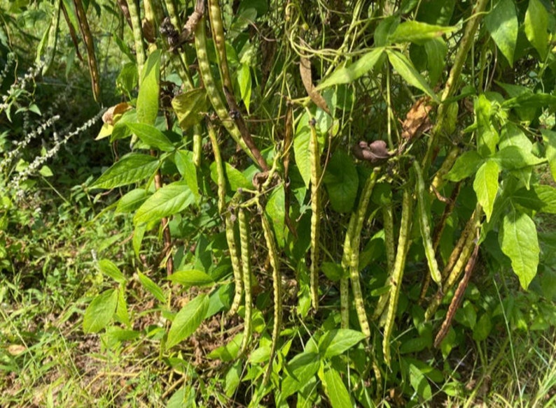 2 in 1 African yam beanssphenostylis stenocarpa, 100g seeds /15 USD, 2 varieties in one, shipping /10 USD, phyto certificate cost 12 USD image 3