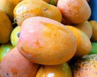 African yellow  bush mango(Irvingia gabonensis) Early fruiting variety, 10 seeds/13 USD, shipping cost/10 USD, Phyto certificate(12 USD).