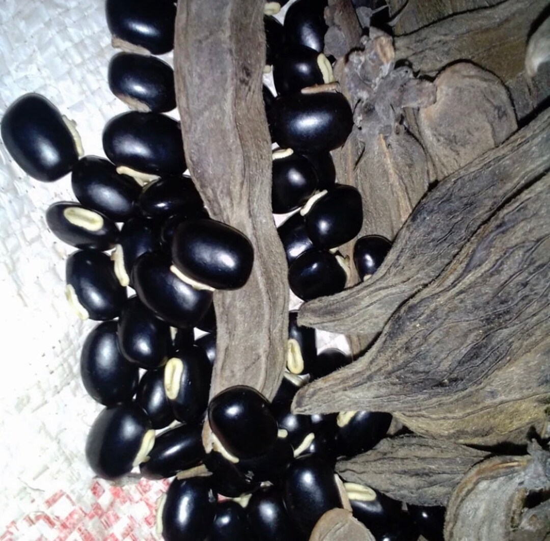 African Black Velvet Beans black Mucuna Pruriens, High Yielding Mucuna, 200g/usd, Shipping Cost