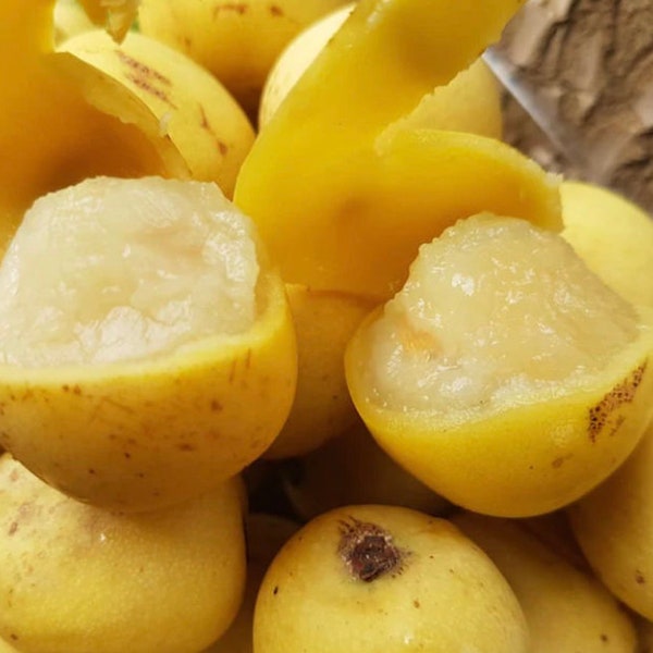 Marula seeds (Sclerocarya birrea), 15 seeds/8 USD, shipping cost is 10 USD, phyto certificate cost is 12 USD