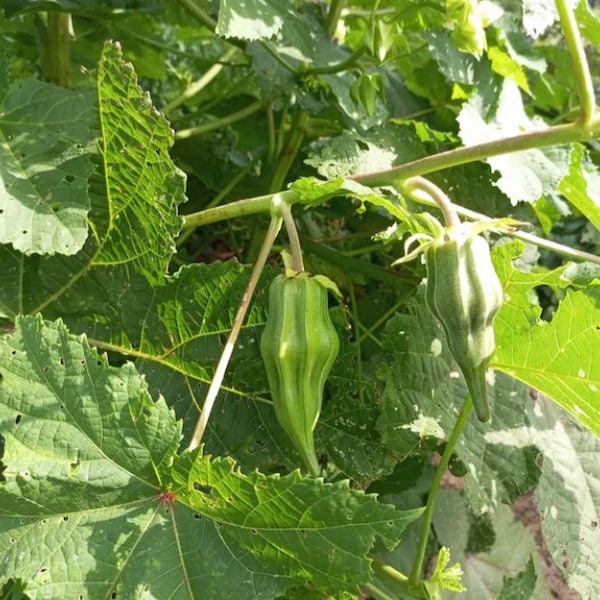 Abelmoschus caillei (okro de África Occidental), el costo de 200 semillas es de 11 USD, el costo de envío es de 10 USD, el costo del certificado de fitos es de 12 USD