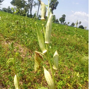 Ashanti okro Abelmoschus esculentus, non hybrid, 200 seeds for 11 USD, shipping cost is 10 USD, Phyto certificate cost is 12 USD zdjęcie 3