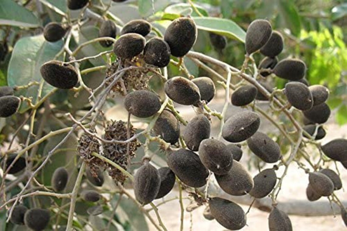 Black velvet tamarind 50 fresh fruits with viable seeds Etsy