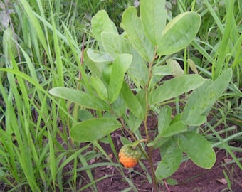 Annona stenophylla (chirimoya enana), 15 semillas por 11 USD, el costo de envío es de 10, el costo del certificado fito es de 12 USD