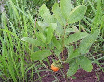 Annona stenophylla(dwarf custard apple), 15 seeds for 11 USD, shipping cost is 10, phyto certificate cost is 12 USD