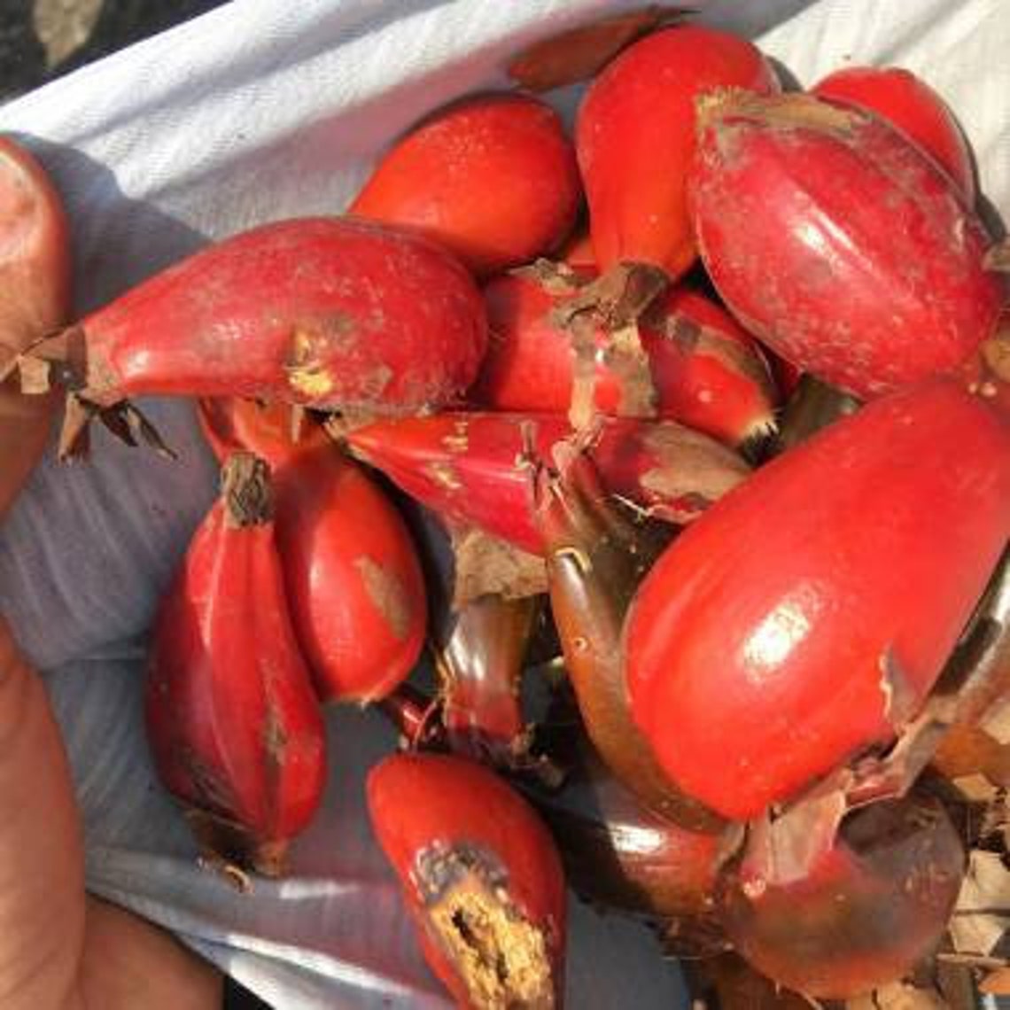 Aframomum angustifolium wild cardamom 5 fresh fruits cost Etsy