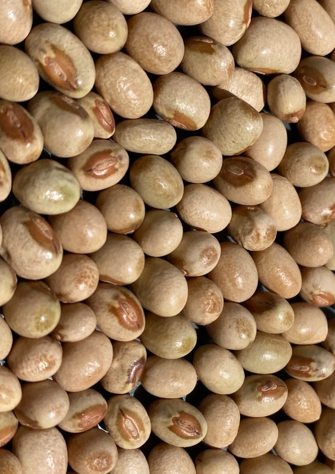 Brown Eye African Yam Beanssphenostylis Stenocarpa, 50 Seeds /14 USD