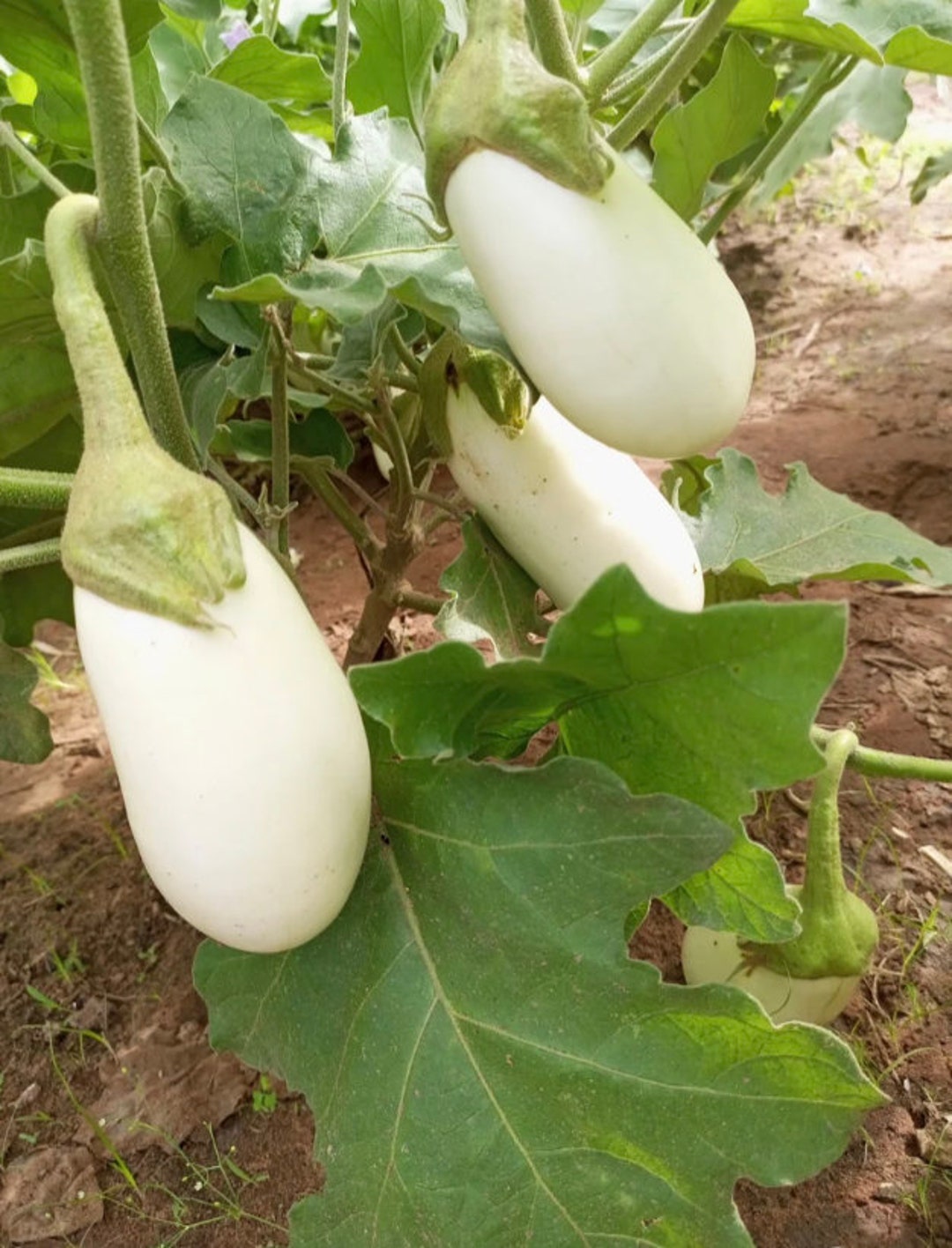 Solanum Ovigerum, Easter Eggplant, Ornamental Eggplant, 200 Seeds for