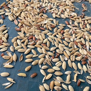 Oryza glaberrima, African rice seeds for planting , 100g/10 USD, shipping cost is 10 USD, phyto certificate cost is 12 USD