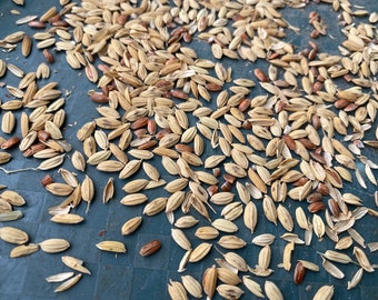 Oryza glaberrima, African rice seeds for planting , 100g/10 USD, shipping cost is 10 USD, phyto certificate cost is 12 USD