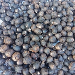 Vitex doniana, African black plum, 20 seeds 8 USD, shipping cost 10 USD, phyto certificate cost 12 USD image 3