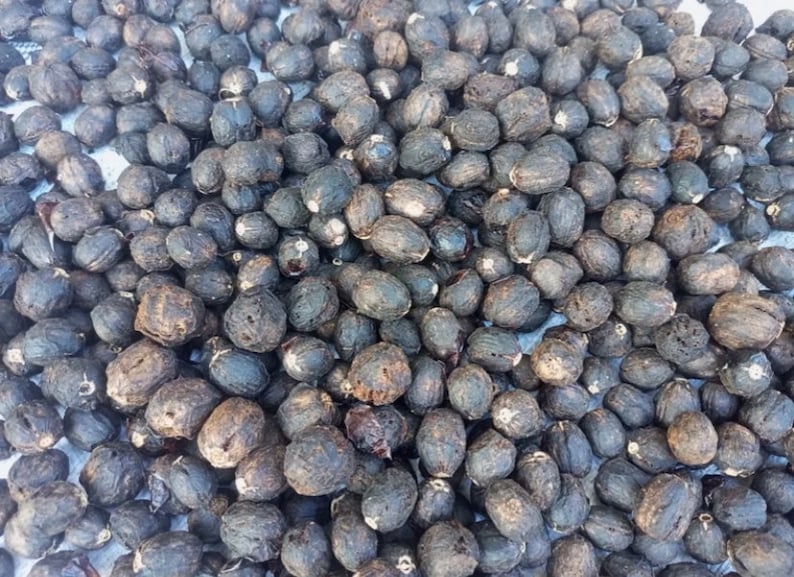 Vitex doniana, African black plum, 20 seeds 8 USD, shipping cost 10 USD, phyto certificate cost 12 USD image 3