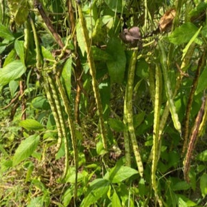 Nigerian Large Blackish African yam beanssphenostylis stenocarpa, 50 seeds /14 USD, shipping /10 USD, phyto certificate cost 12 USD image 4