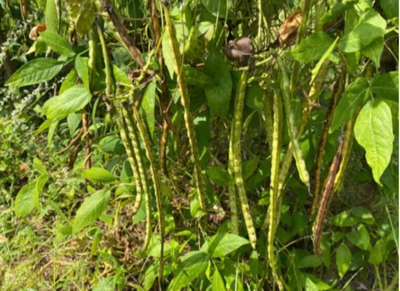 Nigerian Large Blackish African yam beanssphenostylis stenocarpa, 50 seeds /14 USD, shipping /10 USD, phyto certificate cost 12 USD image 4