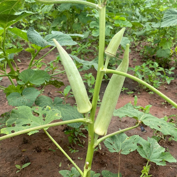 Ashanti okro (Abelmoschus esculentus), no híbrido, 200 semillas por 11 USD, el costo de envío es de 10 USD, el costo del certificado Phyto es de 12 USD