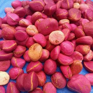 Red cola nut, RubraCola nitida, 300g nuts cost5 USD, shipping cost10 USD, Phyto certificate cost12 USD image 6