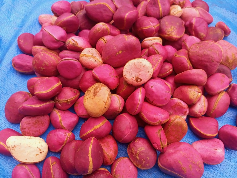 Red cola nut, RubraCola nitida, 300g nuts cost5 USD, shipping cost10 USD, Phyto certificate cost12 USD image 6