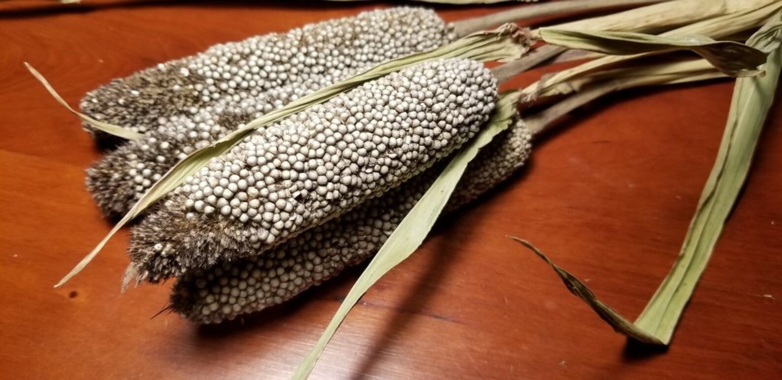 African Pearl Millet Seeds 200g for 11 USD Shipping Cost is Etsy UK