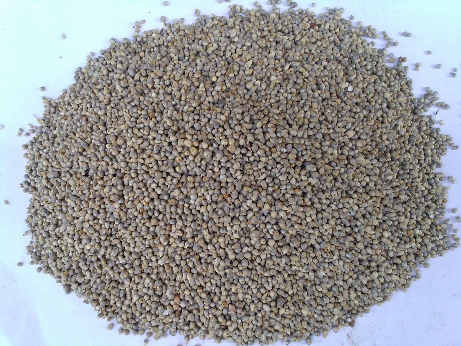 African Pearl Millet Seeds 200g for 11 USD Shipping Cost is Etsy