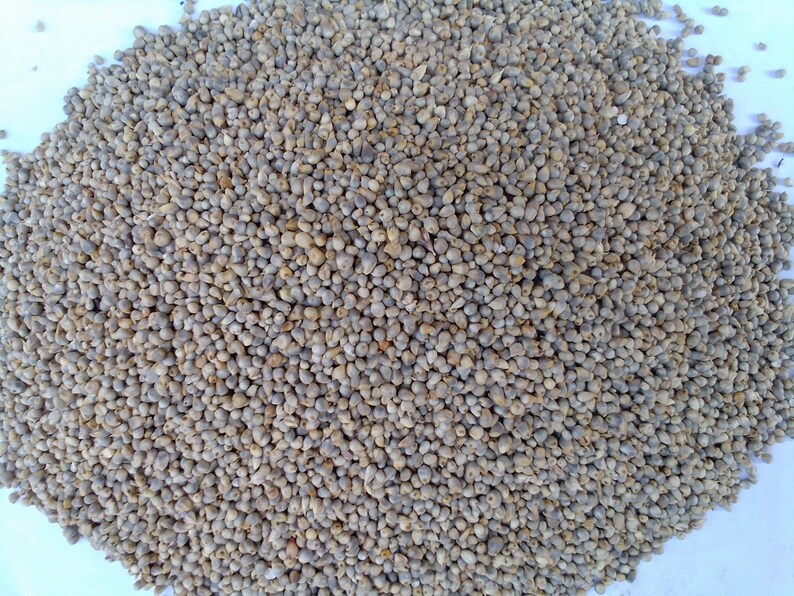 African Pearl Millet Seeds 200g for 11 USD Shipping Cost is Etsy