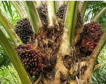 Semillas frescas de nueces de palma aceitera africana (Elaeis guineensis) para plantar, 25 nueces para (11 USD), envío (10 USD), costo del certificado Phyto (12 USD).