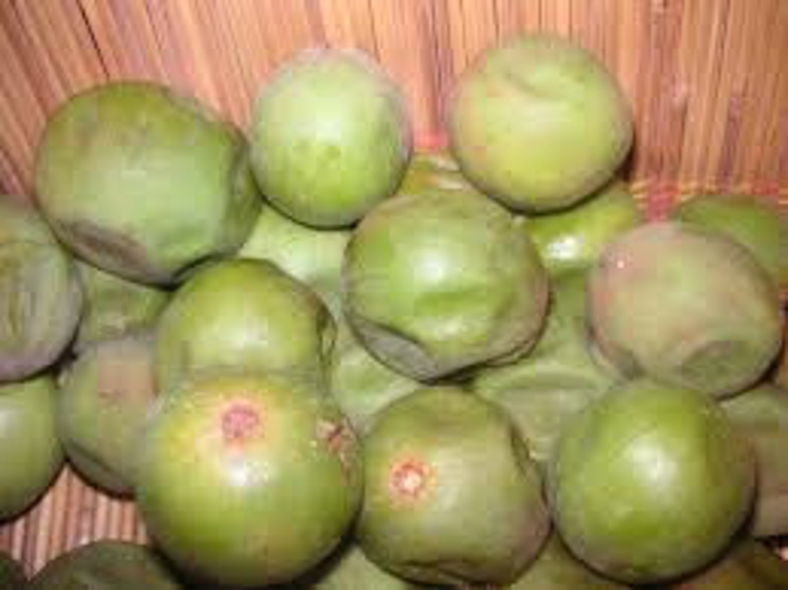 Vitellaria Paradoxa Shea Nuts Seeds for Planting10 Seeds Etsy